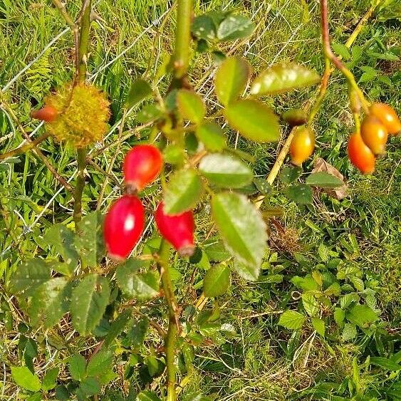 Rosa villosa Fruit