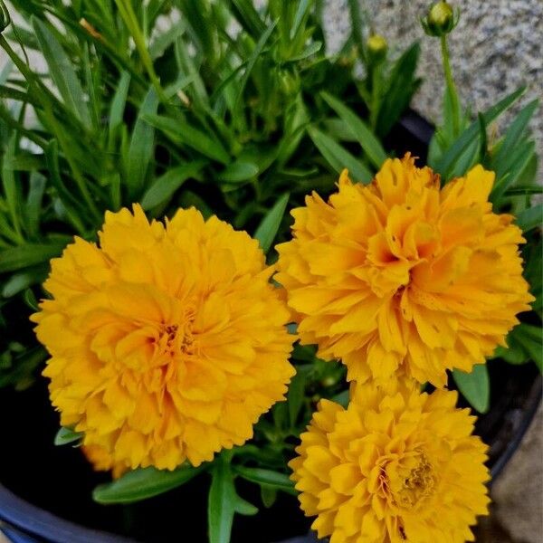 Coreopsis grandiflora Bloem