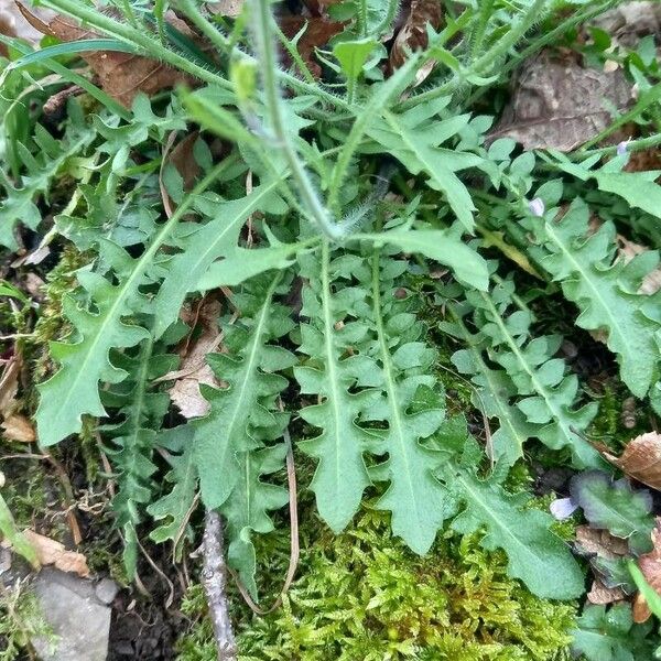 Arabidopsis arenosa Blad