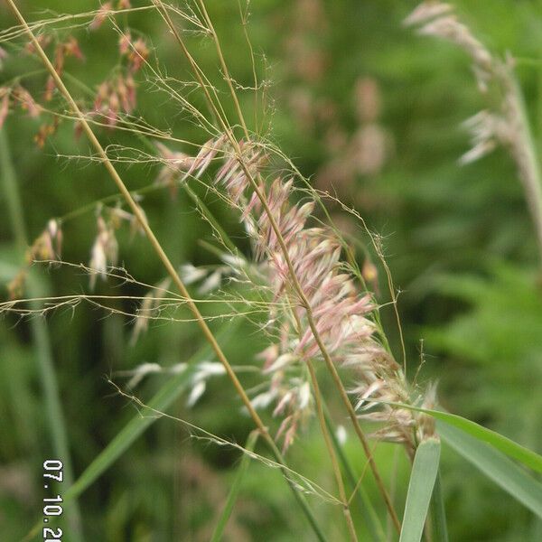 Melinis repens Flower