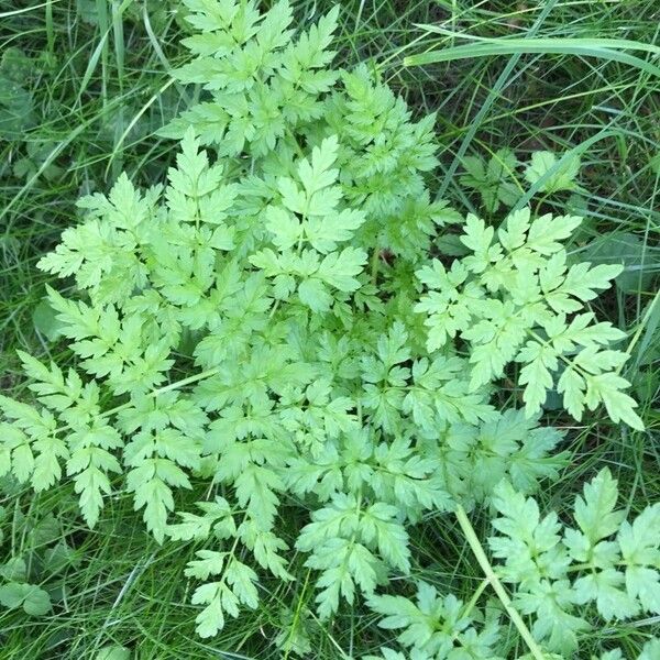 Anthriscus cerefolium Blad