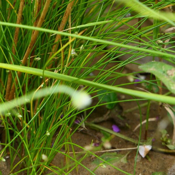 Isolepis setacea Õis