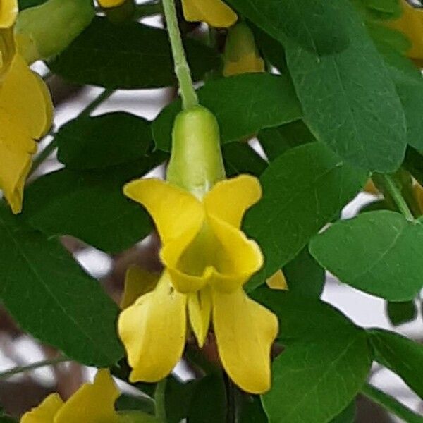 Caragana arborescens 花