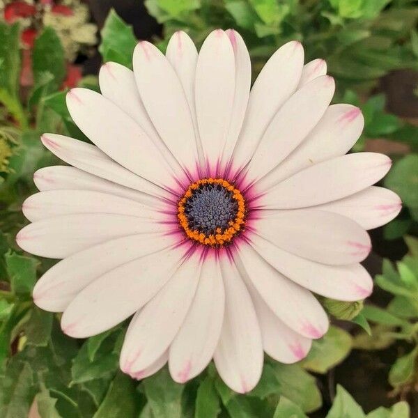 Osteospermum ecklonis Квітка