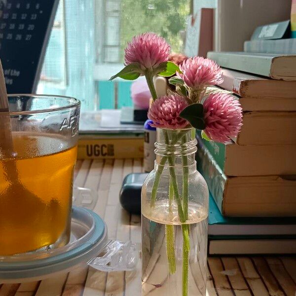 Gomphrena globosa Flower