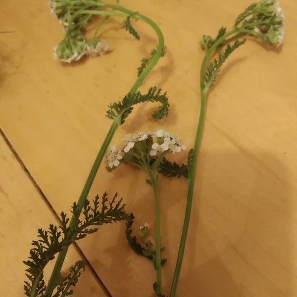 Achillea nobilis Flower