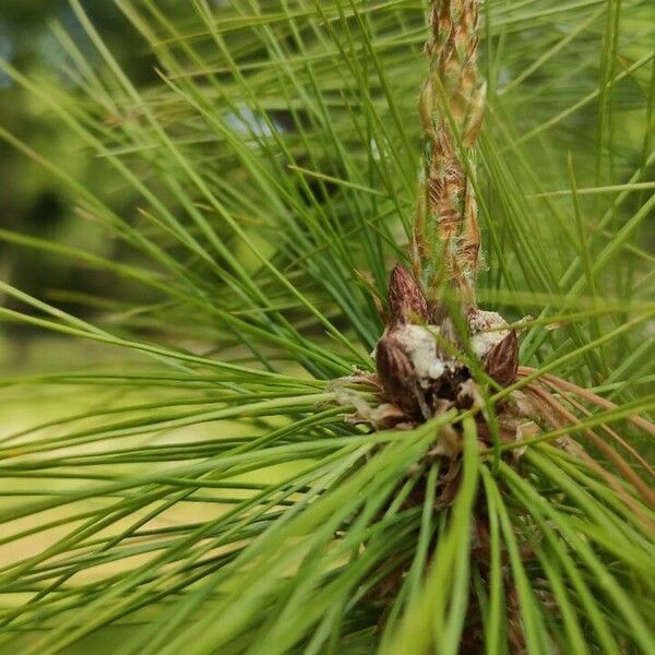 Pinus leiophylla Folio