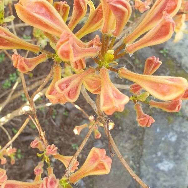 Rhododendron calendulaceum Blomst