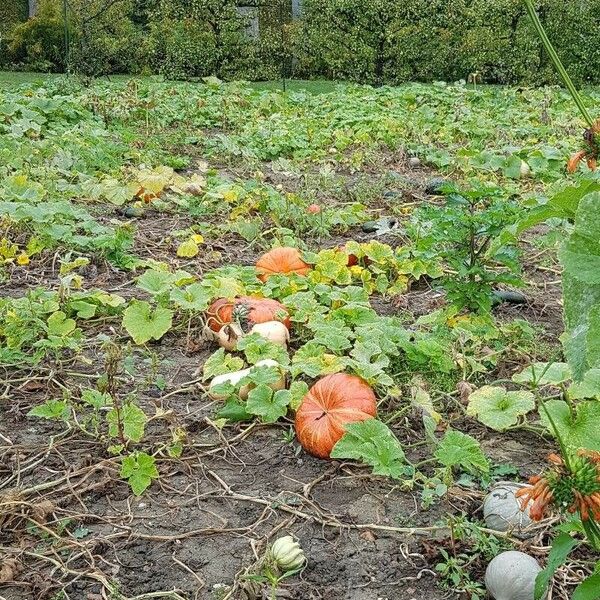 Cucurbita maxima Habitus