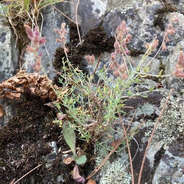 Teucrium marum Habitus