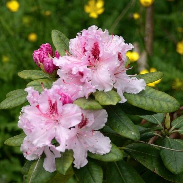 Rhododendron ferrugineum Blüte