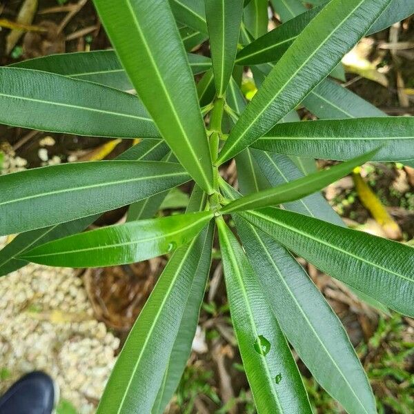 Nerium oleander برگ