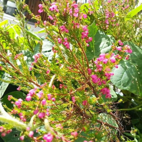 Erica gracilis Flower