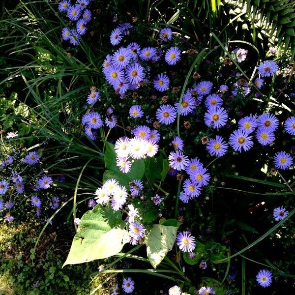 Aster amellus Λουλούδι