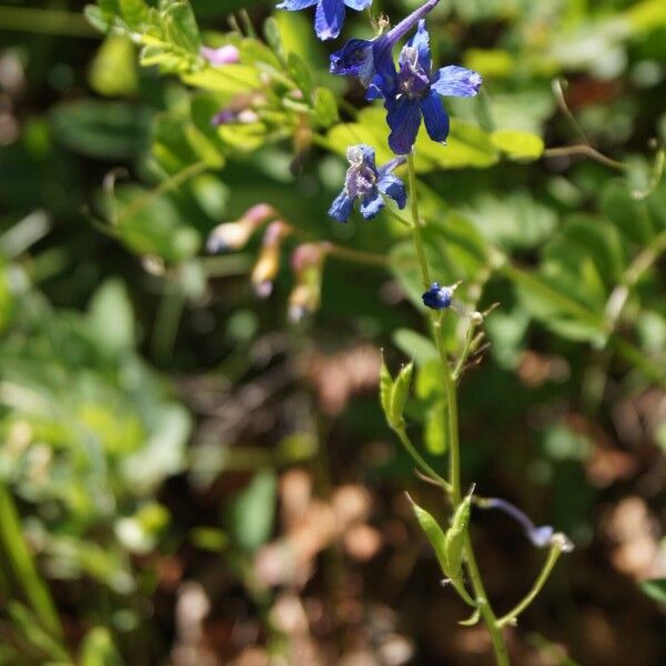 Delphinium nuttallianum Habit