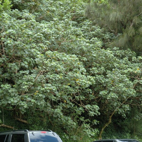 Hibiscus tiliaceus 整株植物