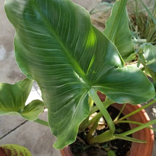 Zantedeschia aethiopica Hoja