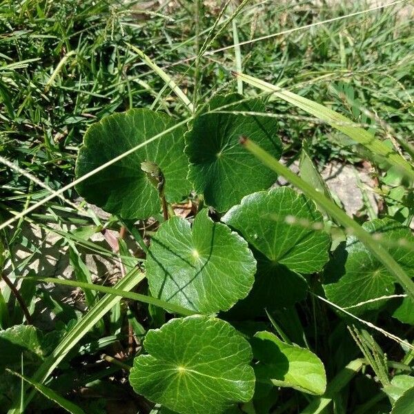 Hydrocotyle bonariensis List