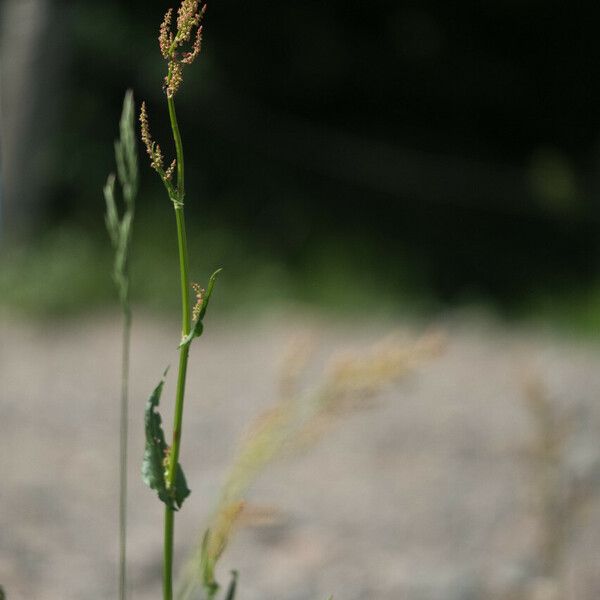 Rumex arifolius Flower