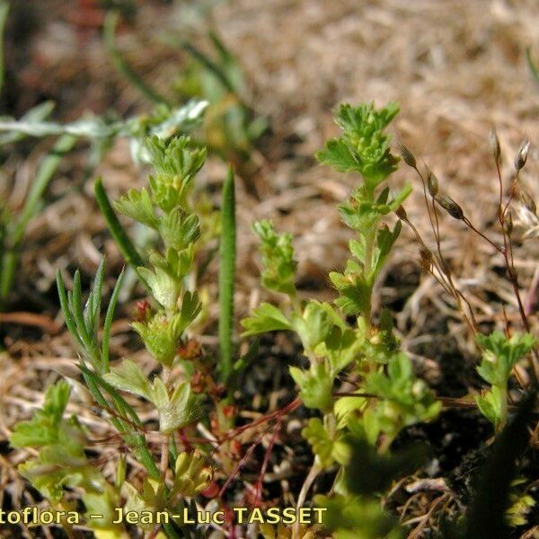 Alchemilla australis Plante entière