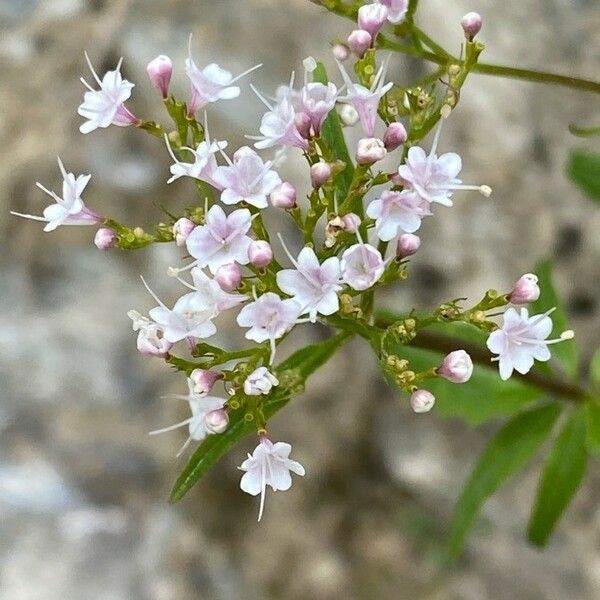 Valeriana tripteris Цветок