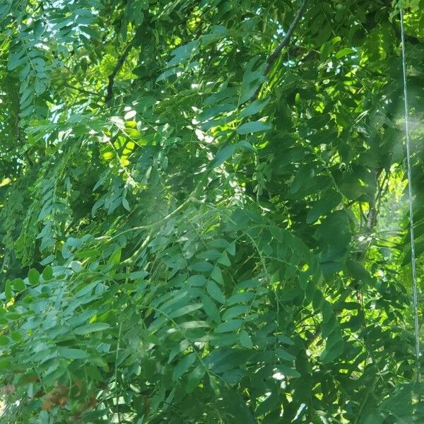 Gleditsia triacanthos Blatt