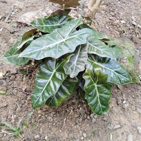 Alocasia micholitziana Fulla