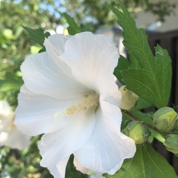 Hibiscus syriacus Flower