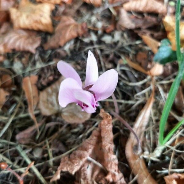 Cyclamen hederifolium Çiçek