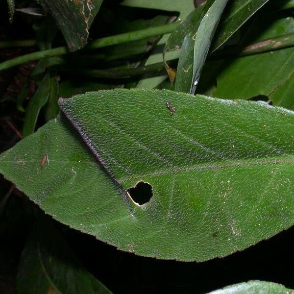 Paradrymonia ciliosa Lehti