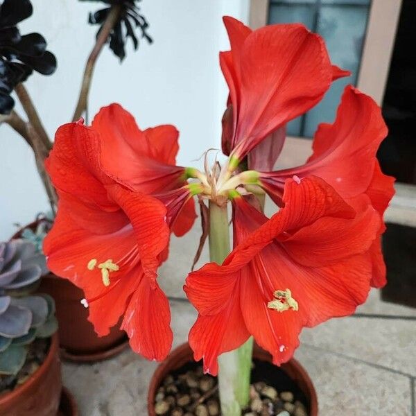 Hippeastrum reginae Õis