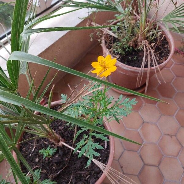 Cosmos caudatus Bloem