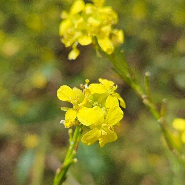 Rapistrum rugosum Floare