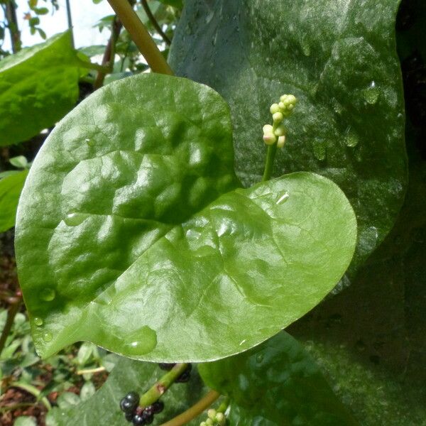 Basella alba Flower