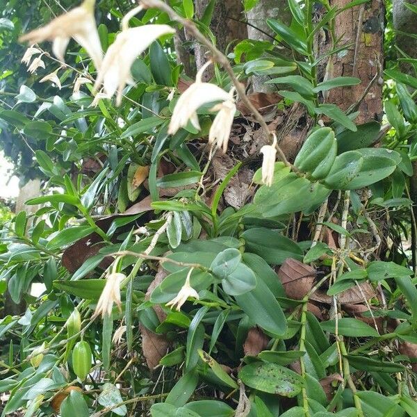Dendrobium crumenatum Kvet