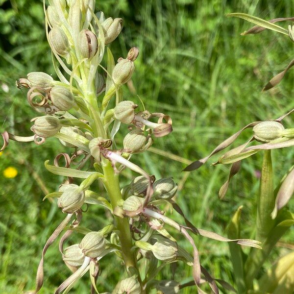 Himantoglossum hircinum Casca