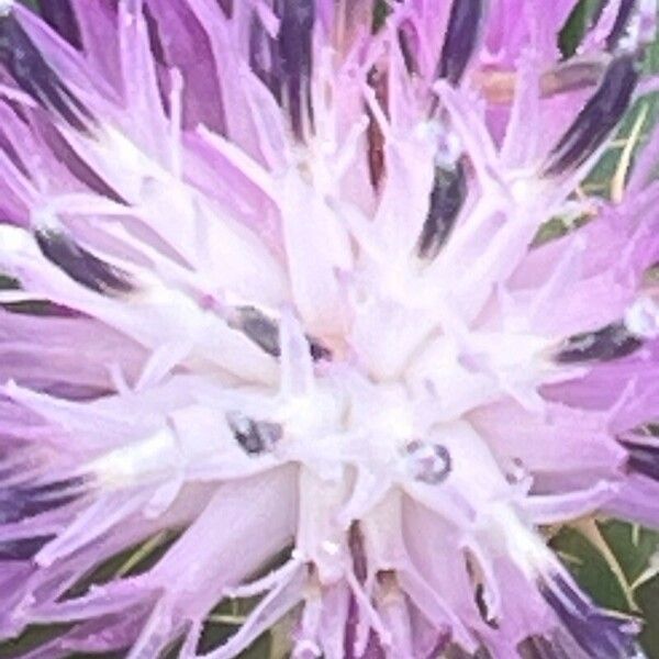 Centaurea aspera Žiedas