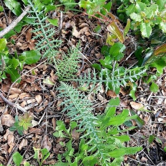 Cynara humilis Hàbitat