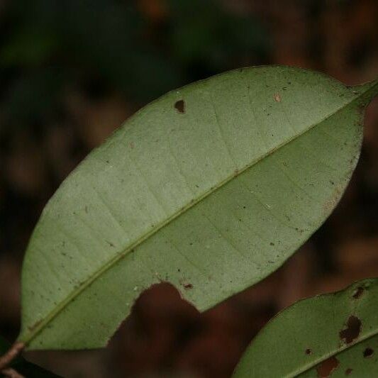 Myrcia decorticans Leaf