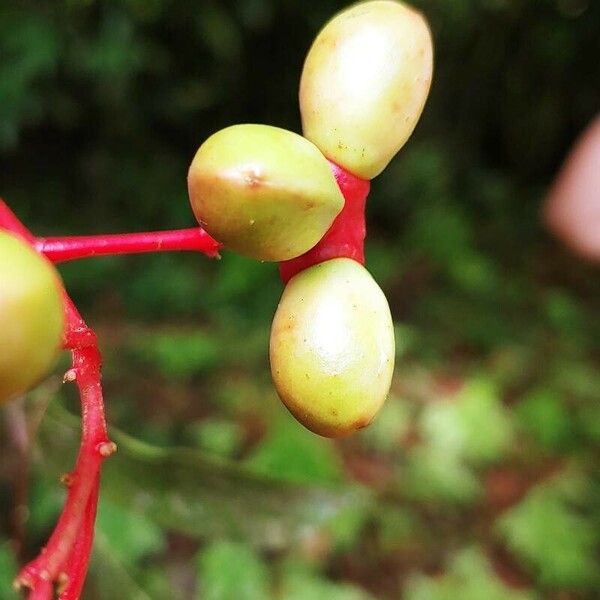 Quassia amara Fruchs