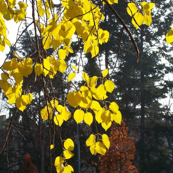 Populus tremuloides Blad