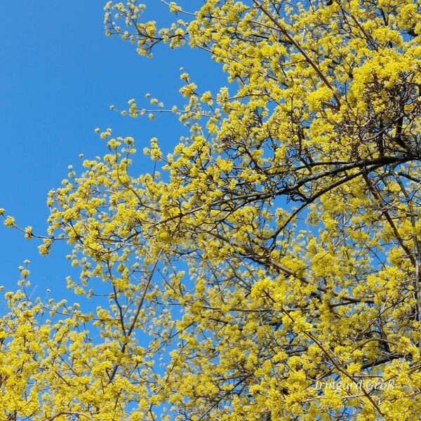 Cornus mas Blomst