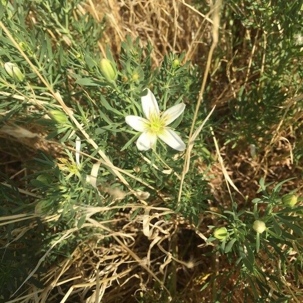 Peganum harmala Flower