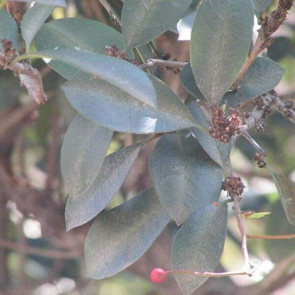 Prunus brasiliensis Liść