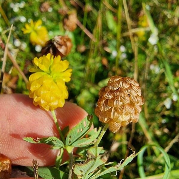 Trifolium aureum Кветка