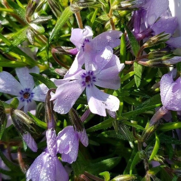 Phlox subulata Цвят