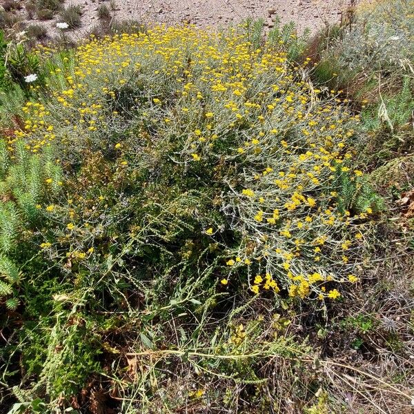 Helichrysum italicum Агульны выгляд