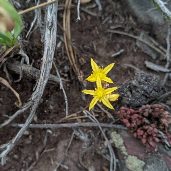 Sedum lanceolatum Квітка