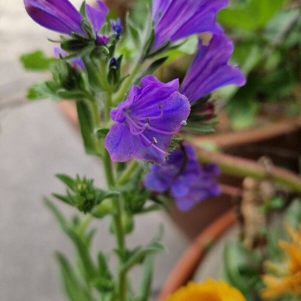 Echium plantagineum Flower