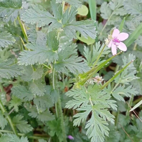 Erodium cicutarium Yaprak